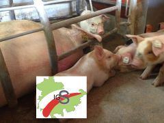 IGS-Thüringen: Ferkel und Muttersau im Abferkelabteil
© IGS Thüringen