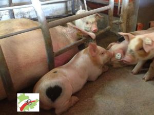 IGS-Thüringen: Ferkel und Muttersau im Abferkelabteil
© IGS Thüringen